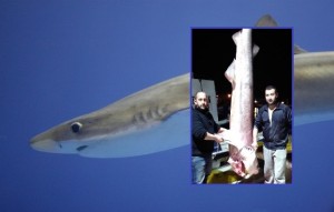 Bodrum-Camgöz köpekbalığı