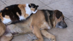 Bodrum-kedi-köpek-dostluğu