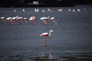Tuzla_sulak_alan_flamingo (3)