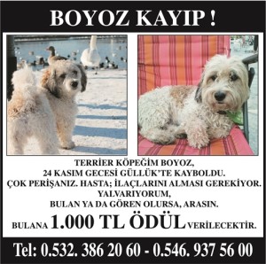 kayıp köpek boyoz