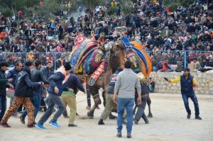 deve guresi festival (7)