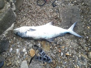 Bodrum-Amatör balıkçıya ceza