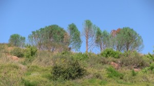 Bodrum-kuruyan ağaçları boyadılar