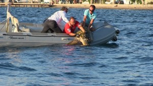 Bodrum caretta caretta