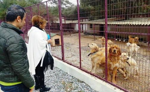 Torba Hayvan Barinagina Ziyaret Bodrum Time Bodrum Guncel Haberleri