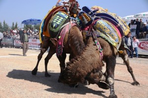 Bodrumda deve guresi festivali (10)