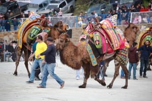 gumuslukte deve guresi festivali (1)