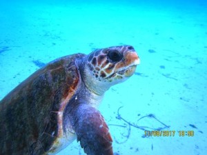 saldırgan caretta-bodrum