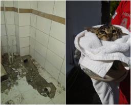 GİDER BORUSUNA SIKIŞAN KEDİ KURTARILDI