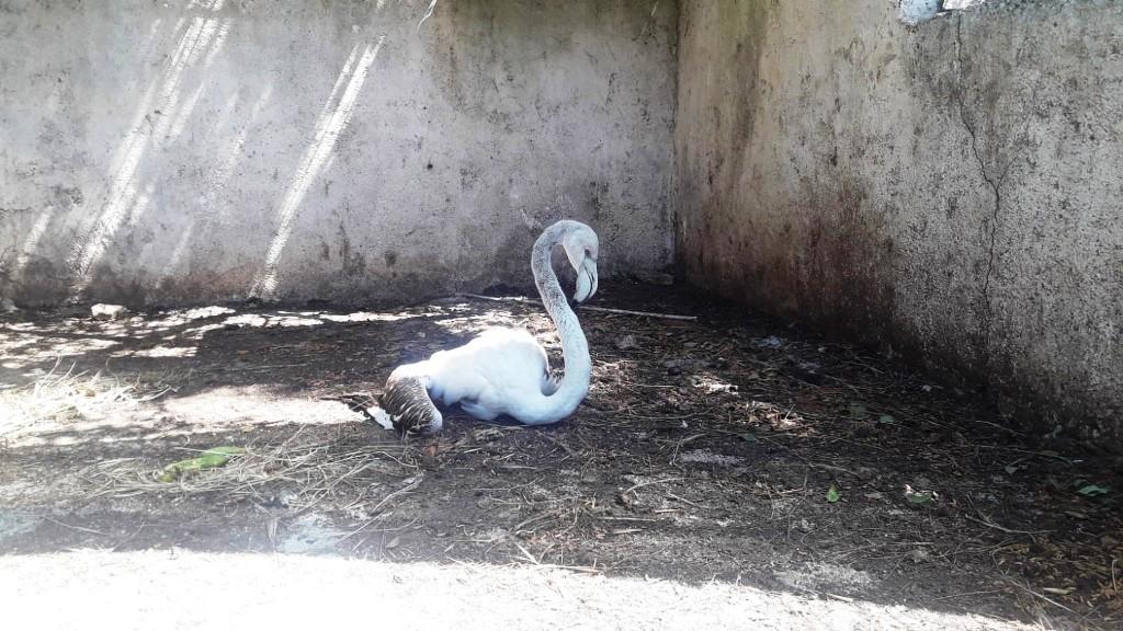 Yolunu Şaşıran Flamingo Doğal Yaşam Alanına Kavuşturulacak