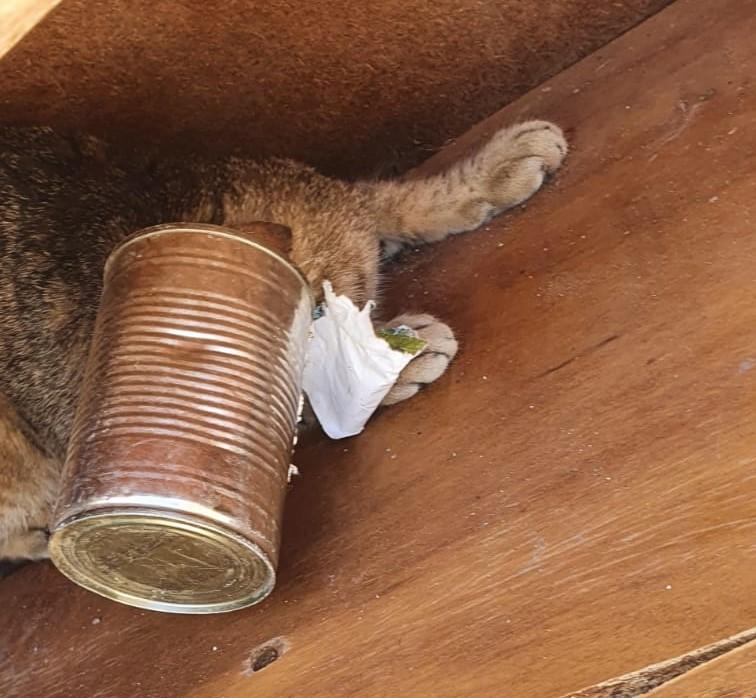Başı Derde Giren Kedi Kurtarıldı