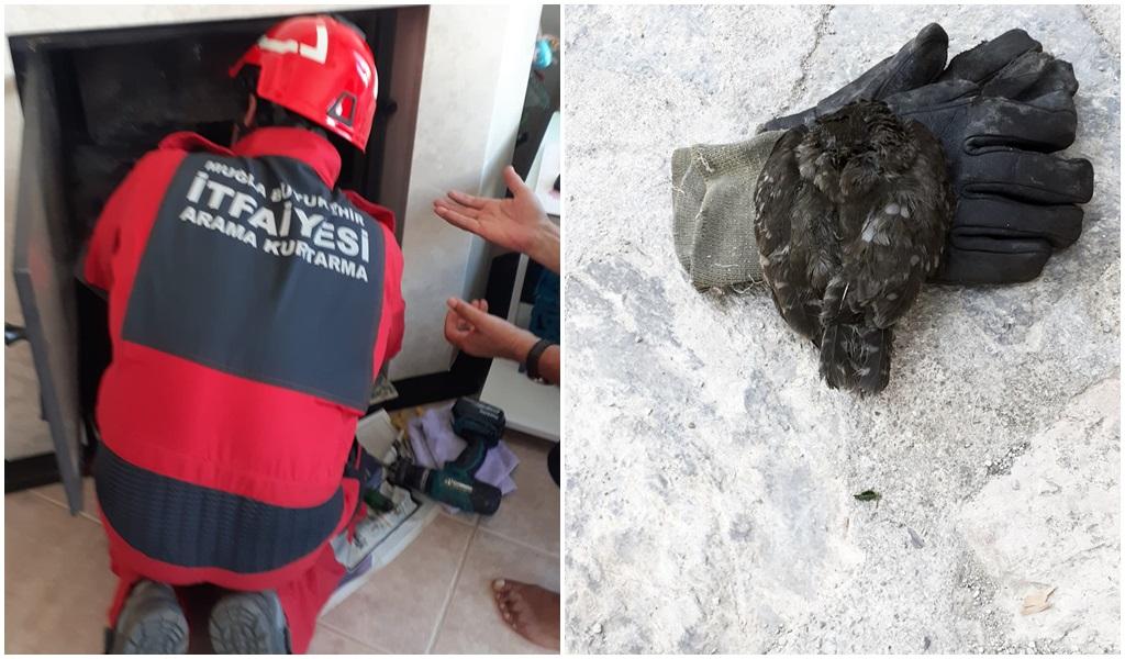 Şömine Bacasındaki Yavruyu Kurtardılar