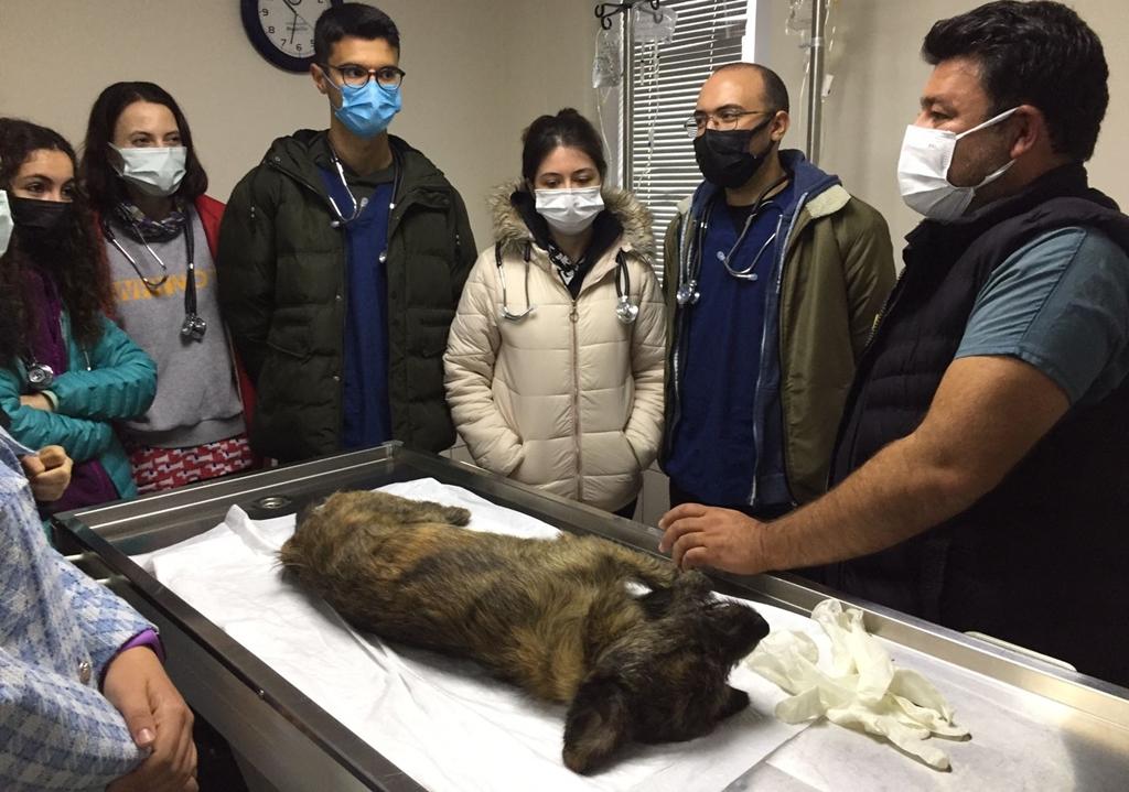 Veterinerlik Öğrencileri Bakımevinde
