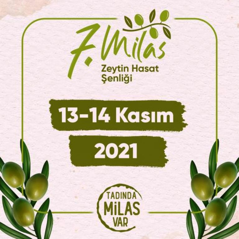 7. Zeytin Hasat Şenliği
