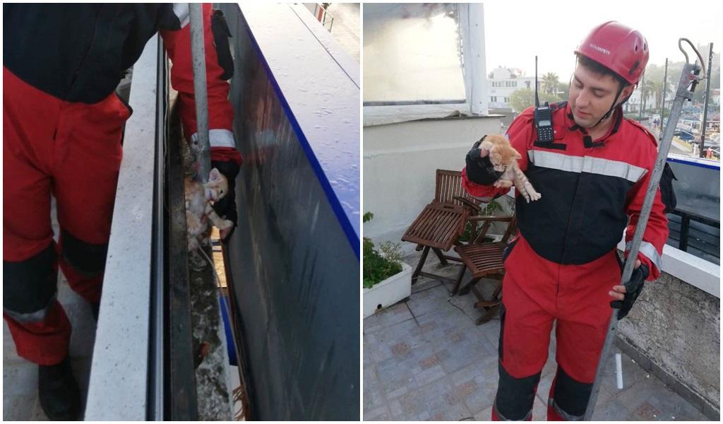 Anne Kedi Yolunu Gözledi