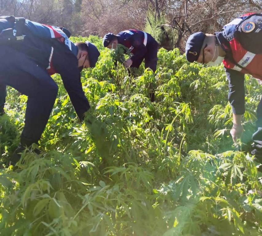 17 Bin Kök Kenevir Ele Geçirildi