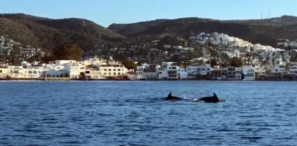 Bodrum'da Yunus Sürüsü