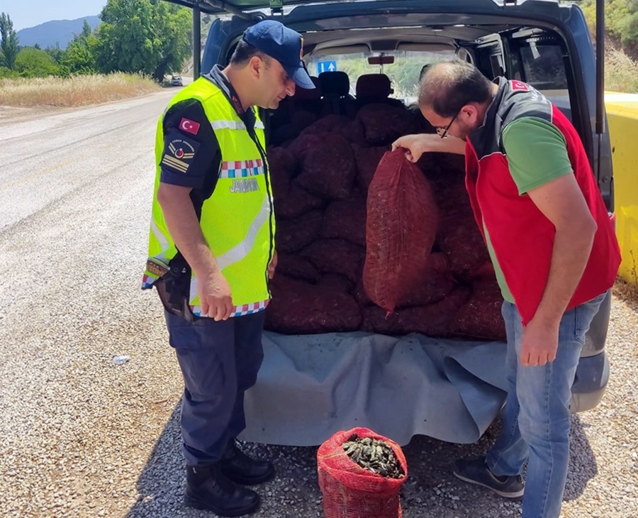 Midye Kaçakçıları Jandarmaya Yakalandı