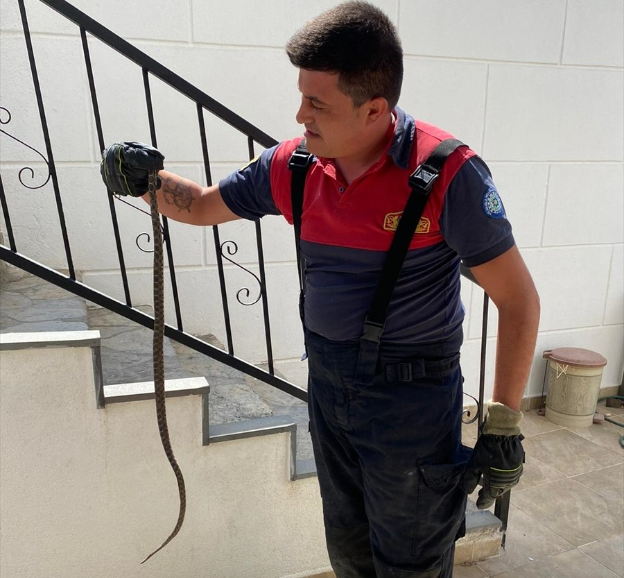 Bodrum'da evin deposuna giren yılan yakaladı