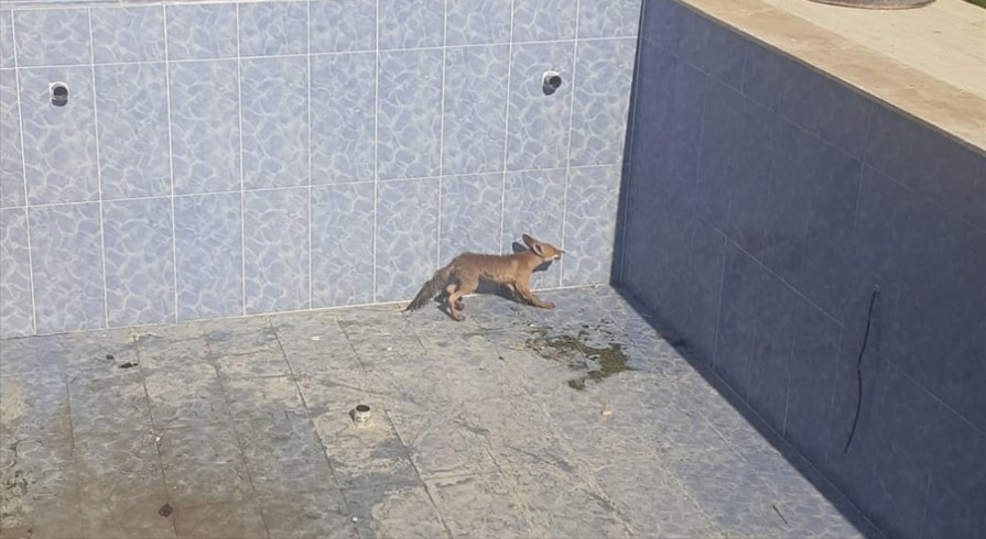 Havuza düşen tilki yavrusu kurtarıldı