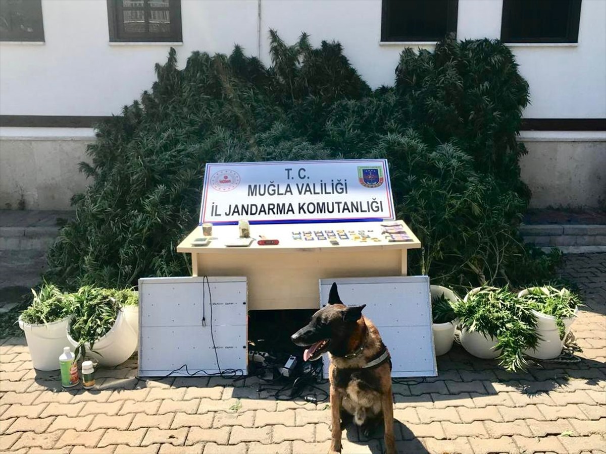 685 Kök Kenevir ile 10 Kg Esrar Ele Geçirildi