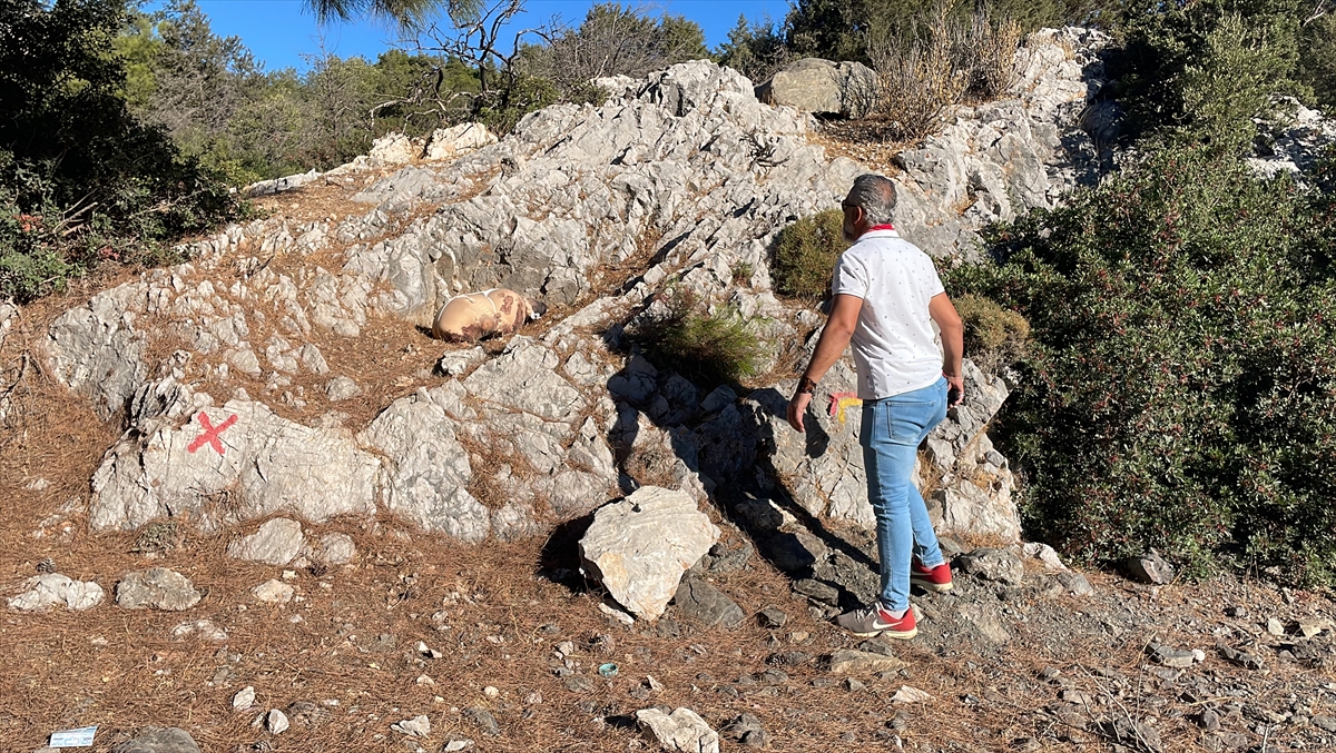Bodrum'da çarşafa sarılı paketten köpek ölüsü çıktı