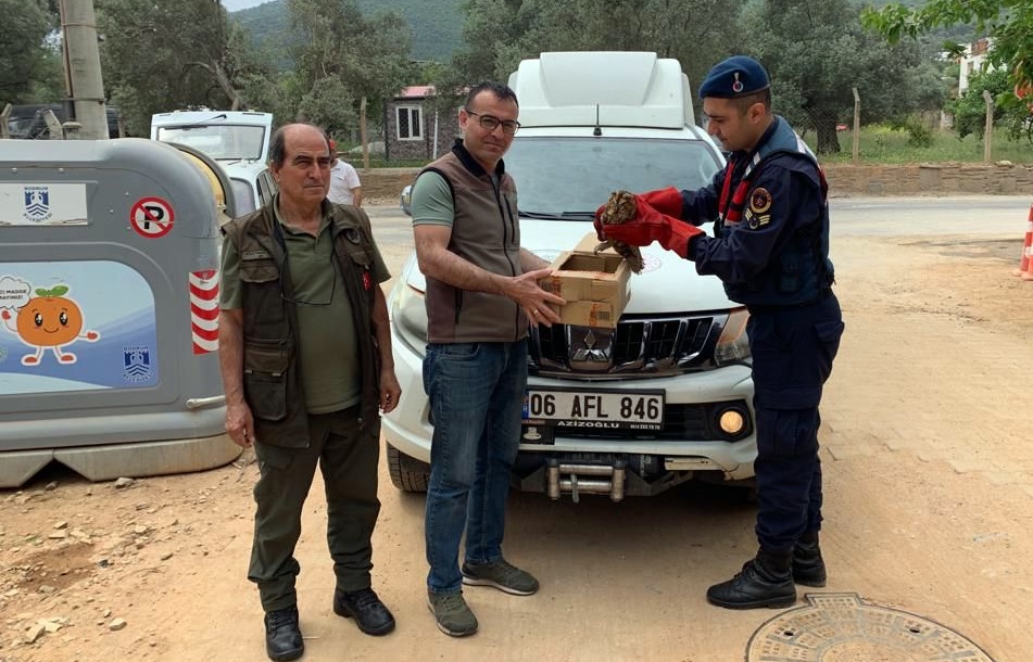 Yaralı Baykuş Tedavi Altına Aldı
