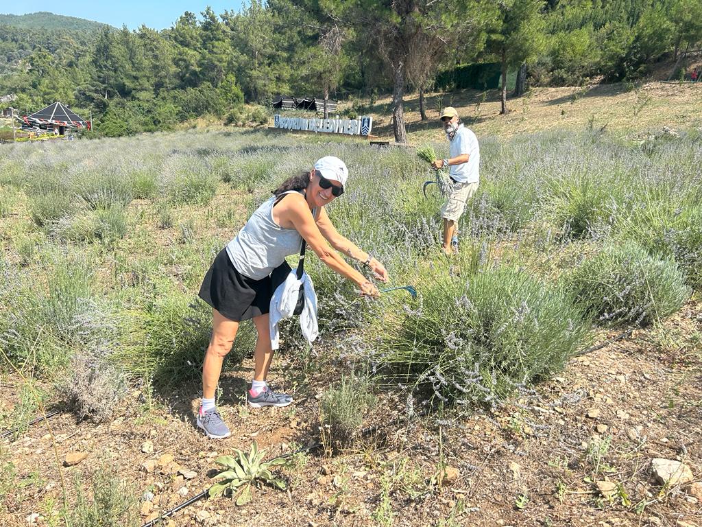 Bodrum’da Lavanta Hasadı Başladı