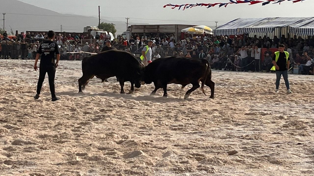Boğa Güreşleri İlgi topladı