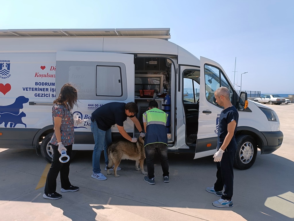 Binlerce Sokak Hayvanına Müdahale Ettiler