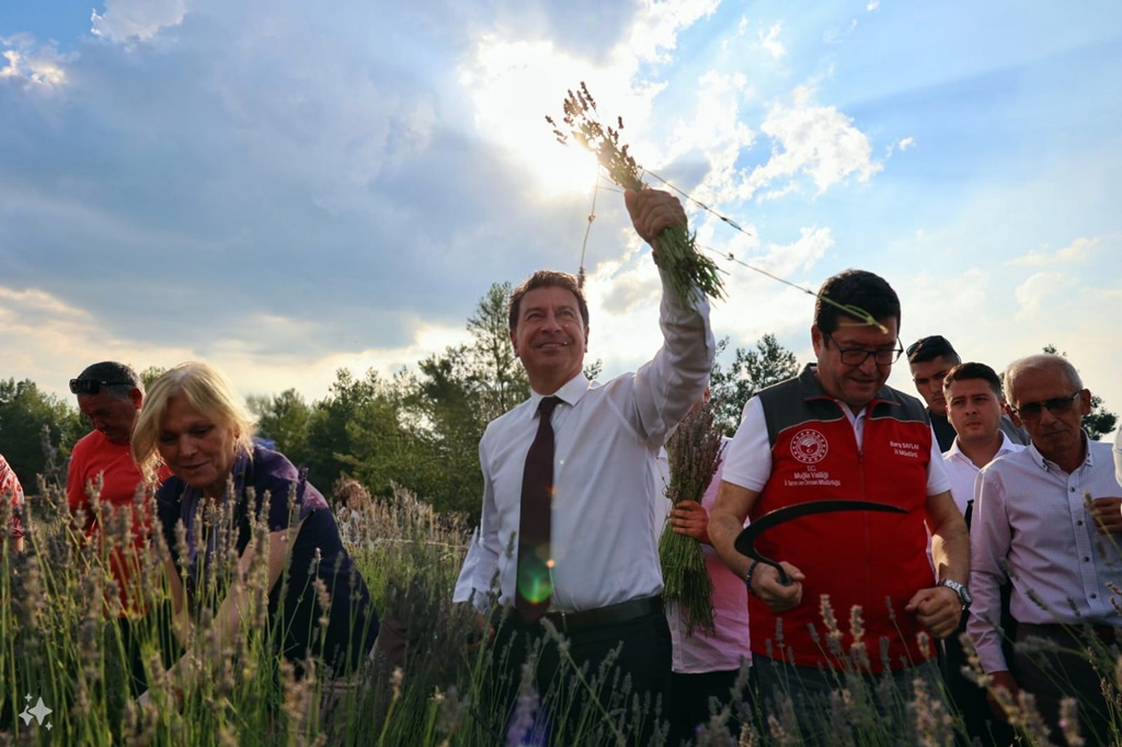 Büyükşehirden Lavanta Hasat Şenliği