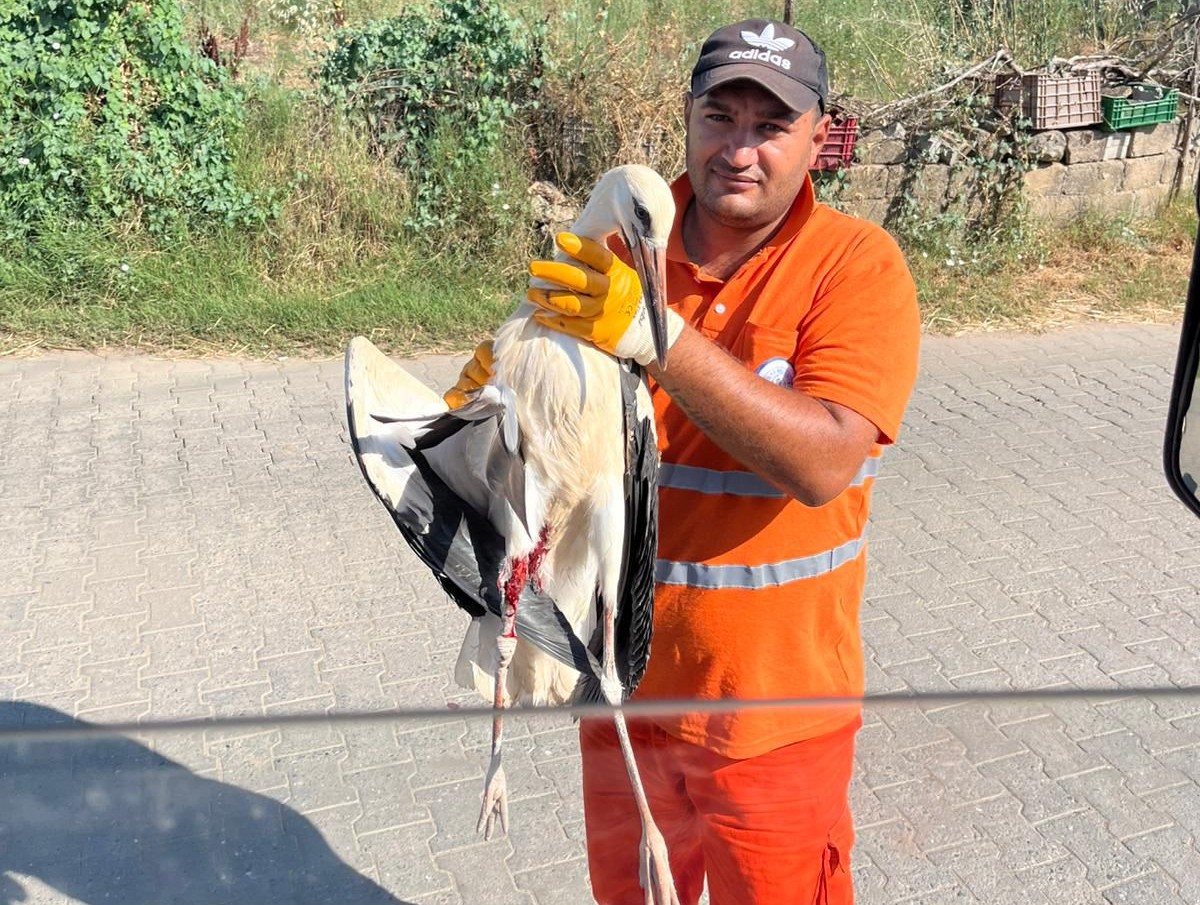 Yaralı Leylek Tedavi Altına Alındı